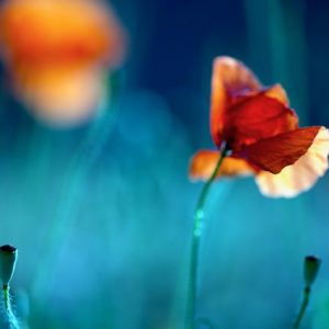 Italian Poppies - Zelda Blue Poppies  60 x 90”   $55k Framed Print only $45k edition of 3 40 x 60”  $30k Framed - Print only $24K -  edition 5 Sold 1  30 x 40”    $15k Framed -  Print only $12k - edition 12 Sold 3 20 x 24" $7,500 Framed - Print only $5k - edition of 25 Sold 2