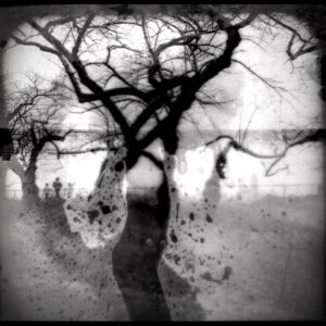 Bleached - Tree, 2014  60 x 60”   $55k Framed Print only $45k edition of 3 40 x 40”  $30k Framed - Print only $24K -  edition 5  30 x 30”    $15k Framed -  Print only $12k - edition 12 24 x 24”  $7,500 Framed - Print only $5k - edition of 25  - 1 Sold