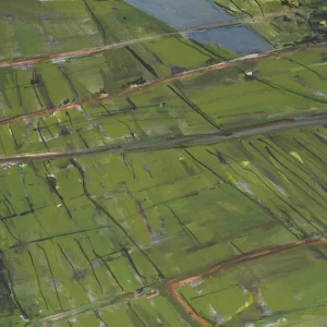 Fields, Vietnam, 2009, oil on  linen,	20 x	28 inches, (framed 20 ¾	x 28	½ x 1 inches)