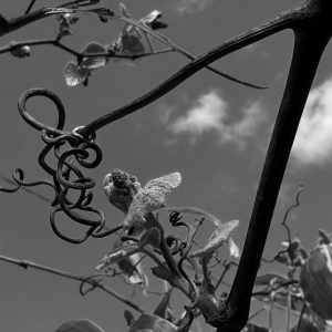 “Harpe” - Photograph, archival pigment print on archival Hahne Muhle paper, 55 x 34 cm, Edition: 1/10, 2025